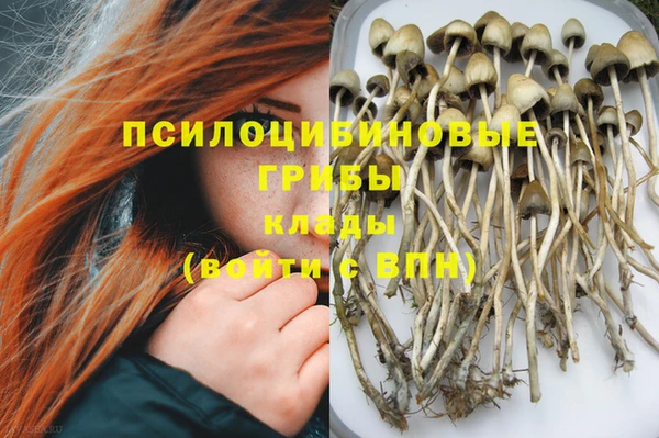 гидра Елизово