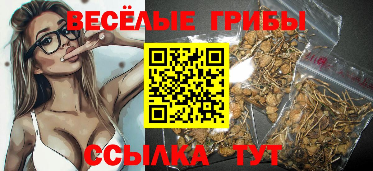 Саянск  наркотики  Вход с VPN  Псилоцибиновые грибы Psilocybe 